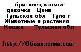 британец котята девочка › Цена ­ 3 000 - Тульская обл., Тула г. Животные и растения » Кошки   . Тульская обл.